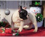 Small Photo #2 French Bulldog Puppy For Sale in FREDERICKSBG, OH, USA