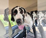 Small #1 Great Dane