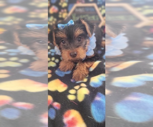 Medium Photo #3 Yorkshire Terrier Puppy For Sale in AKRON, OH, USA