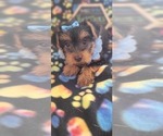 Small Photo #3 Yorkshire Terrier Puppy For Sale in AKRON, OH, USA