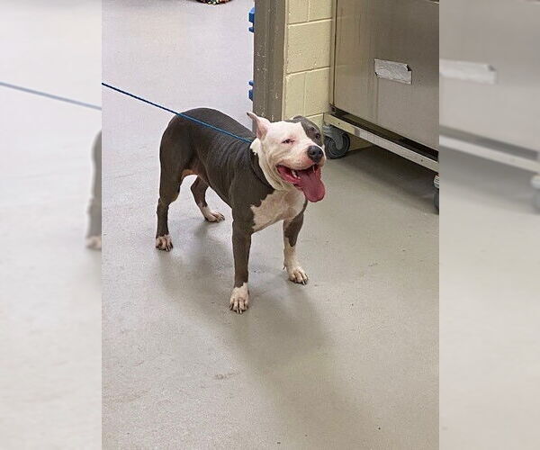 Medium Photo #1 Mutt Puppy For Sale in Sanford, FL, USA