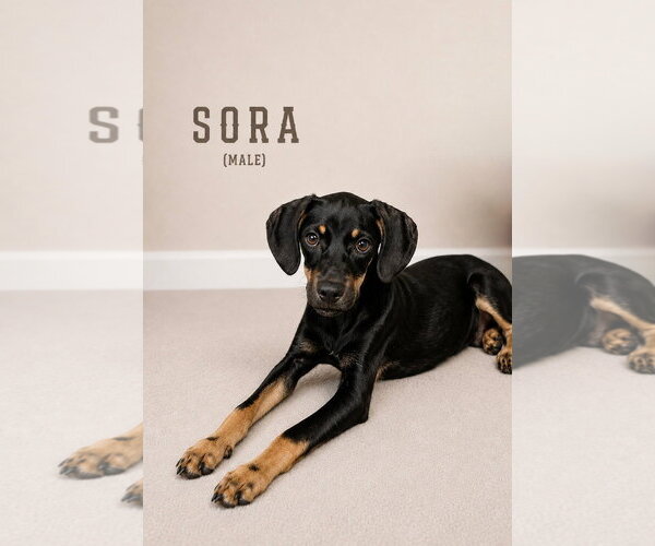 Medium Photo #1 Black and Tan Coonhound-Doberman Pinscher Mix Puppy For Sale in Oakhurst, NJ, USA