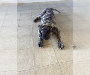 Presa Canario Puppy for sale in ELIZABETHTOWN, PA, USA