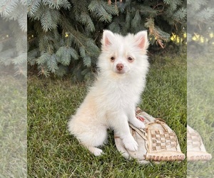 Pomeranian Puppy for sale in MIDDLEBURY, IN, USA