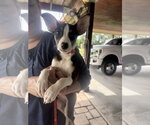 Small Jack Russell Terrier Mix