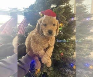 Goldendoodle Puppy for sale in MODESTO, CA, USA