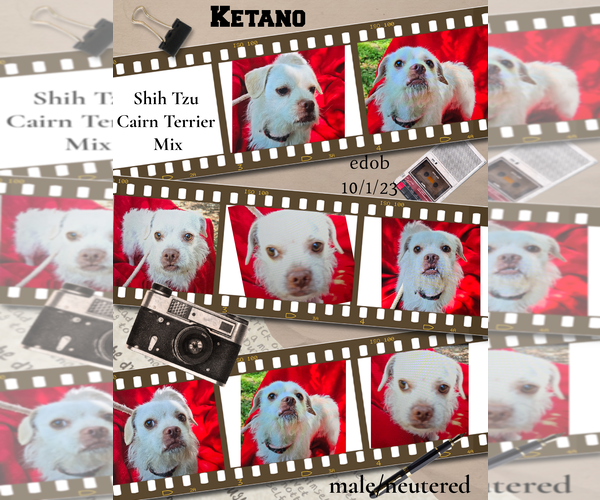 Medium Photo #4 Care-Tzu Puppy For Sale in Missouri City, TX, USA