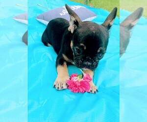 French Bulldog Puppy for sale in TAMPA, FL, USA