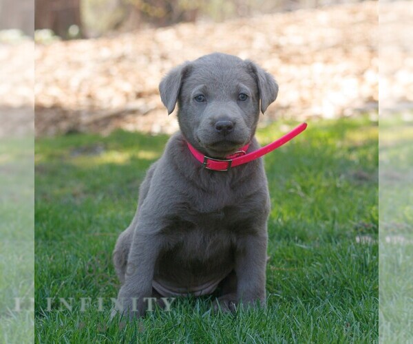 Medium Photo #2 Labrador Retriever Puppy For Sale in NARVON, PA, USA