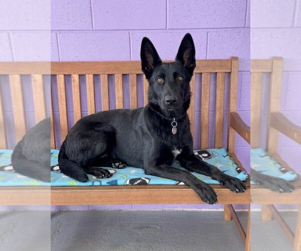 Medium Photo #3 Mutt Puppy For Sale in Genesee, WI, USA