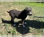 Small Photo #5 Labradoodle Puppy For Sale in NEOLA, WV, USA