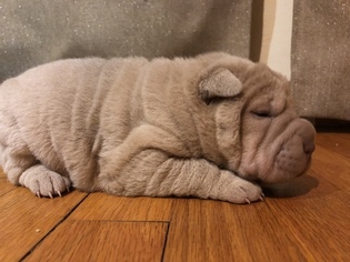 View Ad Chinese Shar Pei Puppy For Sale Near Wisconsin Milwaukee
