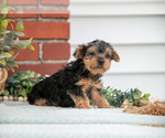 Puppy Jake Yorkshire Terrier