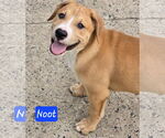 Small #4 Labrador Retriever Mix