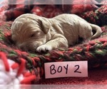 Puppy Puppy 6 Goldendoodle (Miniature)