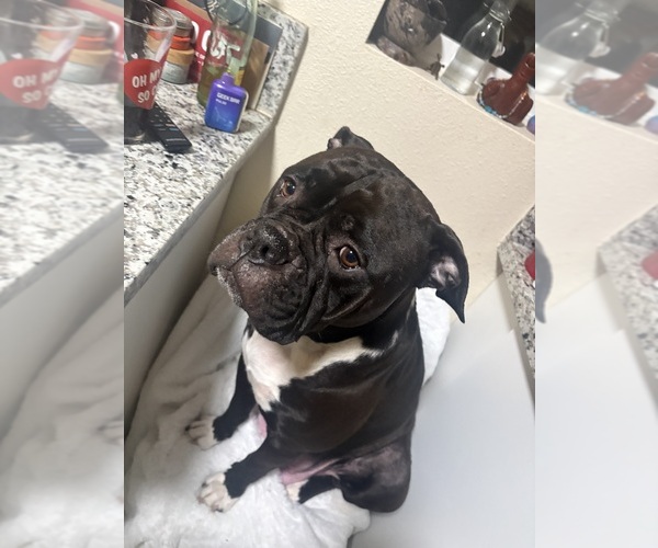 Medium Photo #6 American Bulldog-Cane Corso Mix Puppy For Sale in PORTLAND, OR, USA