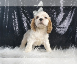Medium Cocker Spaniel