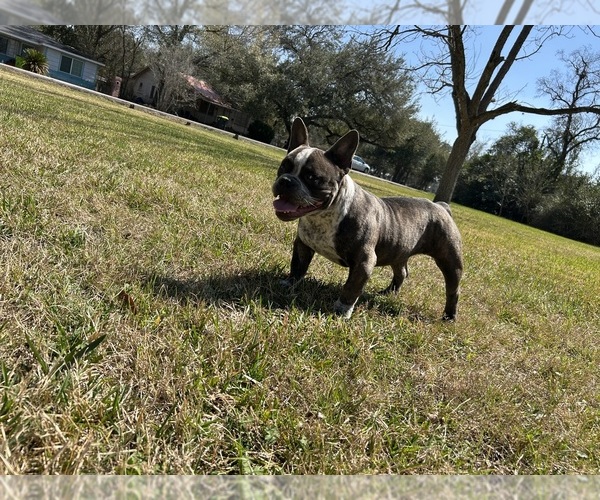 Medium Photo #1 American Bully Puppy For Sale in HOUSTON, TX, USA