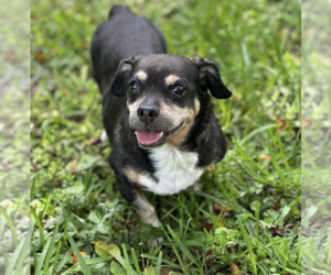Dachshund-Unknown Mix Dogs for adoption in Weston, FL, USA