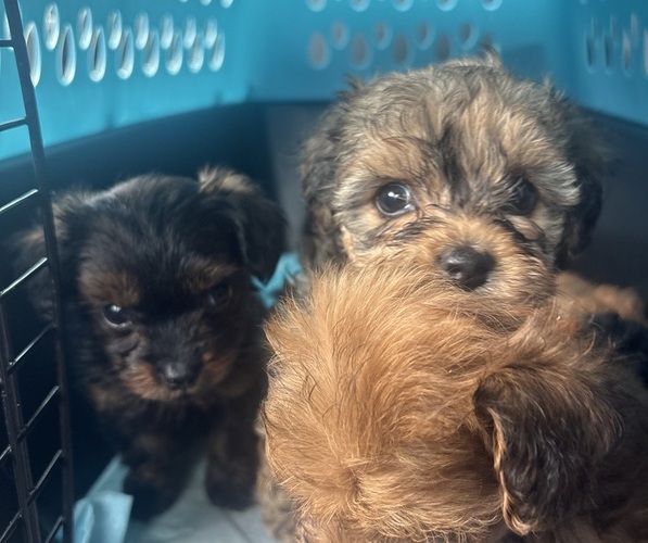 Medium Photo #21 Yorkipoo Puppy For Sale in ARLINGTON, TX, USA