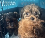 Small #20 Yorkipoo