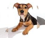 Small #1 Beagle Mix