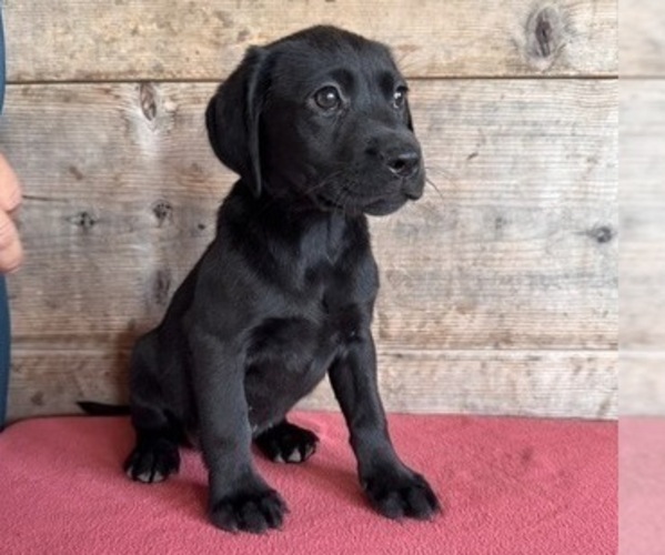 Medium Photo #1 Labrador Retriever Puppy For Sale in VERMONTVILLE, MI, USA