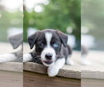 Small #2 Siberian Husky Mix