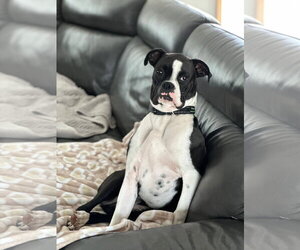 Cooper *Needs Foster* - Male Boxer Dog for Adoption - Photo #2
