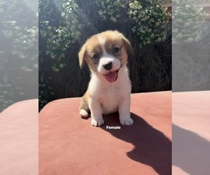 Corgi-Aussie Puppy for sale in OAKDALE, CA, USA