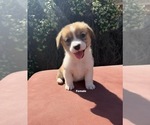Small Corgi-Aussie
