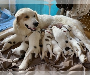 Mother of the Great Pyrenees puppies born on 01/22/2021