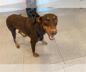 Doberman Pinscher Dogs for adoption in Rancho Cucamonga, CA, USA