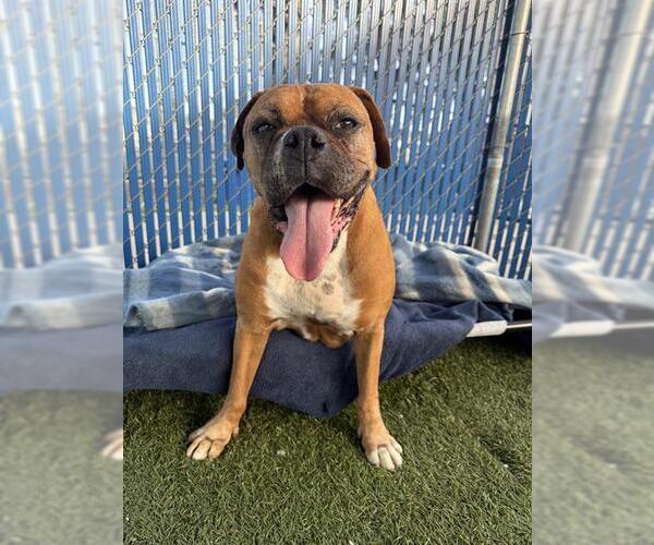 Medium Photo #2 Boxer Puppy For Sale in Chula Vista, CA, USA