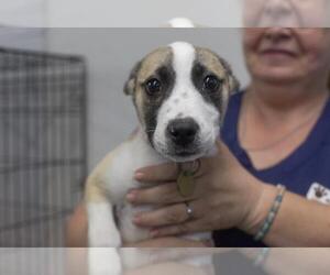 American Pit Bull Terrier-Unknown Mix Dogs for adoption in Mountain Home, AR, USA