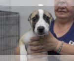 Small American Pit Bull Terrier Mix