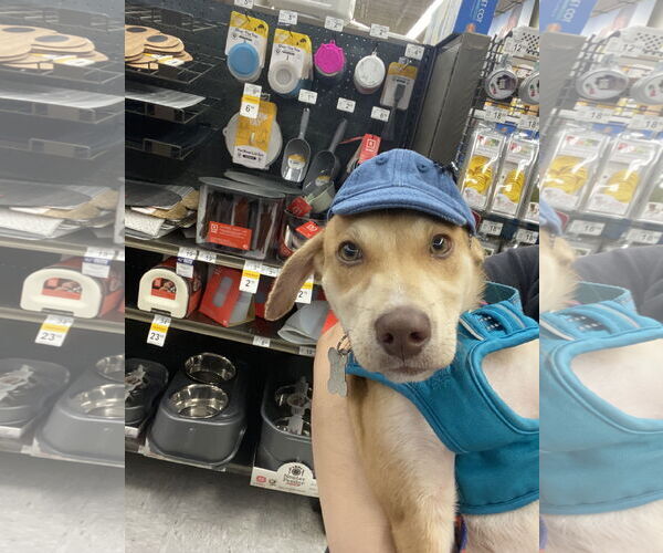 Medium Photo #7 Labrador Retriever-Unknown Mix Puppy For Sale in Sanford, FL, USA