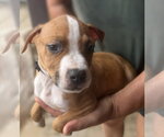 Small Photo #3 Mutt Puppy For Sale in Jackson, MS, USA