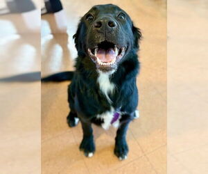 Labrador Retriever-Unknown Mix Dogs for adoption in Alameda, CA, USA