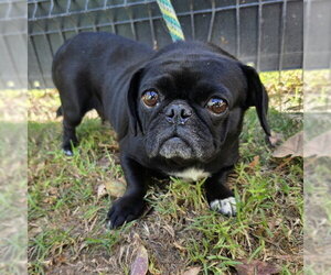 Pug Dogs for adoption in Long Beach, CA, USA
