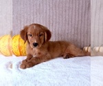 Cinnabar - Male Golden Retriever Puppy for Sale - Photo #3