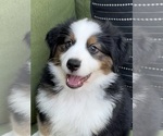 Puppy James Miniature Australian Shepherd
