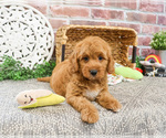 Small #7 Goldendoodle-Poodle (Toy) Mix
