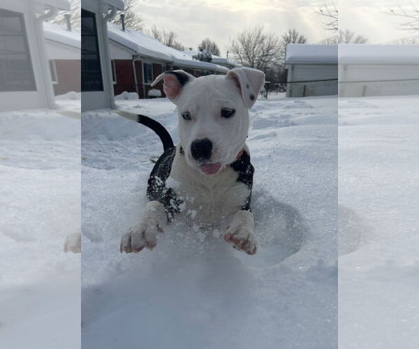 Medium Photo #2 American Pit Bull Terrier-Unknown Mix Puppy For Sale in Germantown, OH, USA