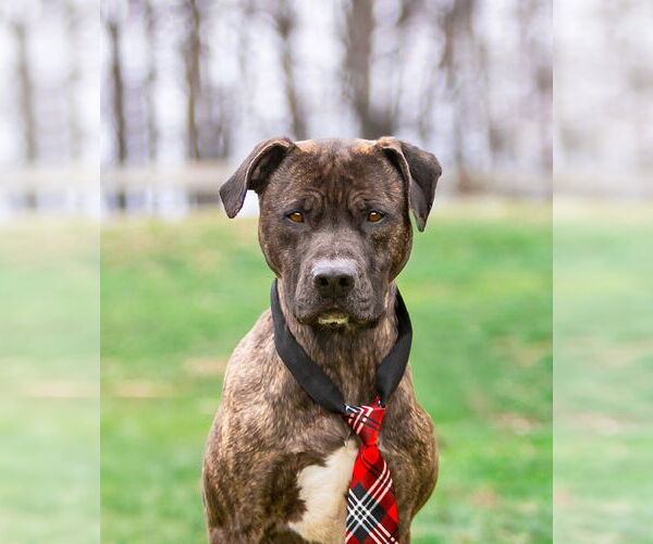 Medium Photo #1 Mutt Puppy For Sale in Unionville, PA, USA