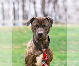 Mutt Dogs for adoption in Unionville, PA, USA