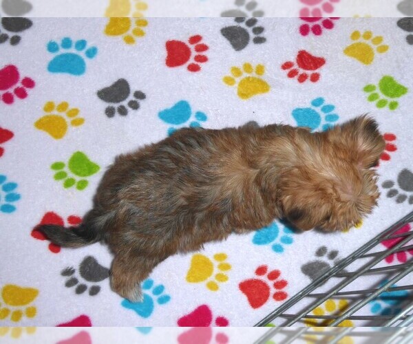 Medium Photo #7 Morkie Puppy For Sale in ORO VALLEY, AZ, USA