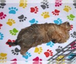 Small Photo #7 Morkie Puppy For Sale in ORO VALLEY, AZ, USA