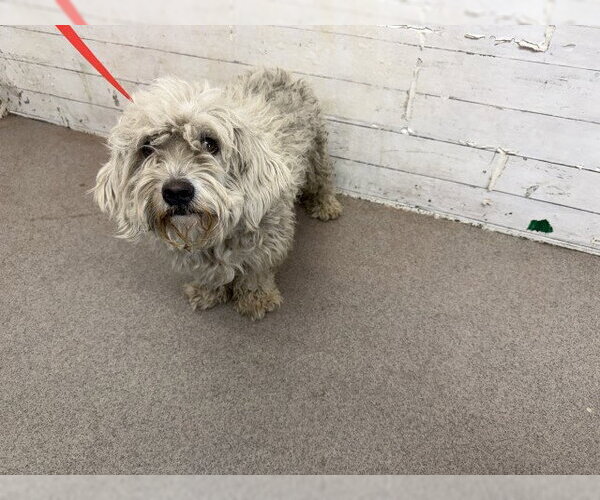 Medium Photo #1 Poodle (Miniature)-Unknown Mix Puppy For Sale in San Bernardino, CA, USA