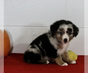 Miniature Australian Shepherd Puppy for sale in FREDERICKSBURG, OH, USA